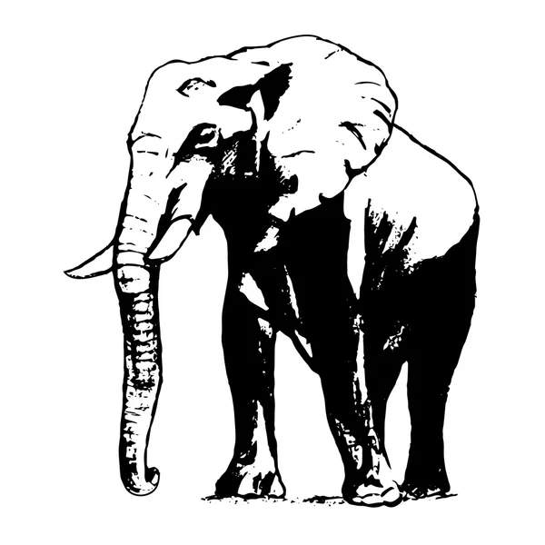 Elefant in schwarz-weiß, die Grafik aus der Hand — Stockvektor