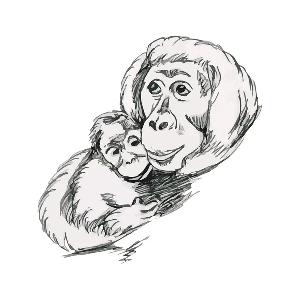 Orang-Utans, Affen - Mutter und Junges — Stockvektor
