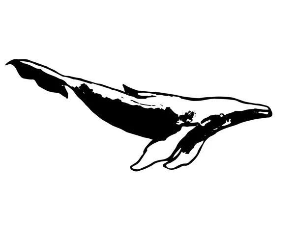 ザトウクジラ - 抽象画像 0 — ストックベクタ