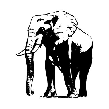 Siyah ve beyaz, el grafikten fil