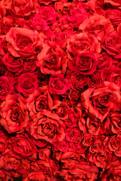 Lágy színű rózsák — Stock Fotó