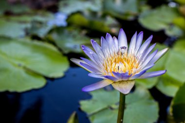 Su birikintisi arka plan ile Lotus