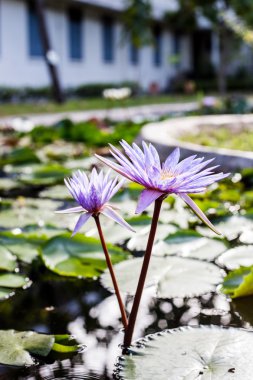 Su birikintisi arka plan ile Lotus