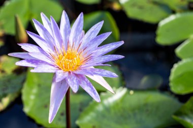 Su birikintisi arka plan ile Lotus