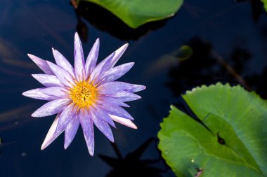 Su birikintisi arka plan ile Lotus