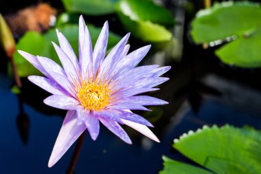 Su birikintisi arka plan ile Lotus