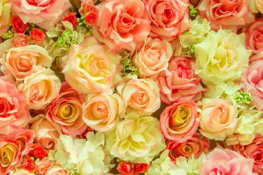 Yumuşak renk güller