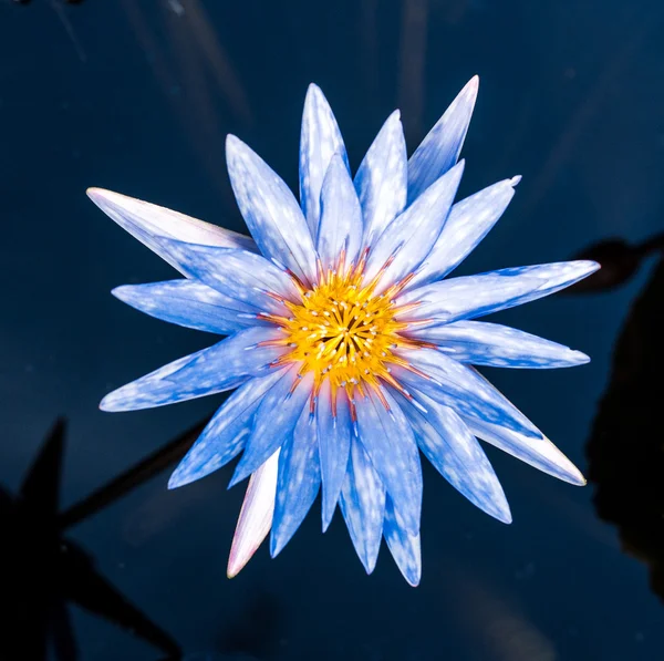 Lotus com fundo lagoa — Fotografia de Stock