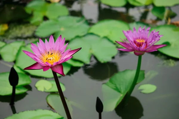 莲花与池塘背景 — 图库照片