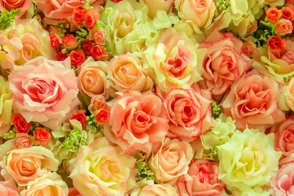 Soft color Roses — Stock Photo, Image