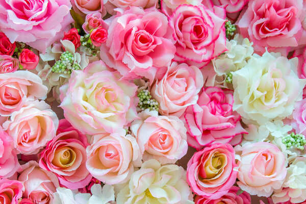 Soft color Roses