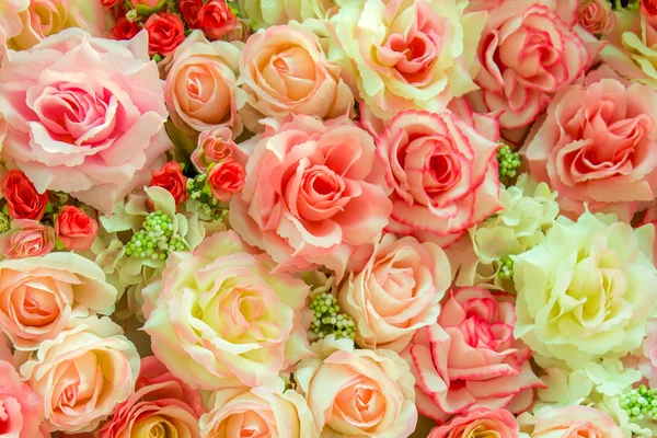 Soft color Roses — Stock Photo, Image