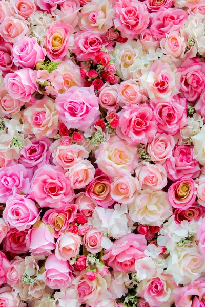 色彩柔和玫瑰 — 图库照片