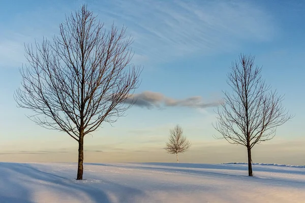 Bare, lonely trees on a snowy Maine ridgeline in winter.