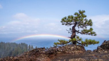 Kaliforniya 'da Tahoe Gölü' nün üzerinde yalnız bir ağaç ve bir gökkuşağı.