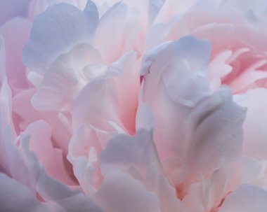 Pembe ve beyaz taç yapraklarının yumuşak çiçekli görüntüsü