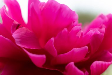 Pembe çiçek açtı.