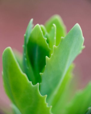 Filizlenen yeşil bitki yaprakları