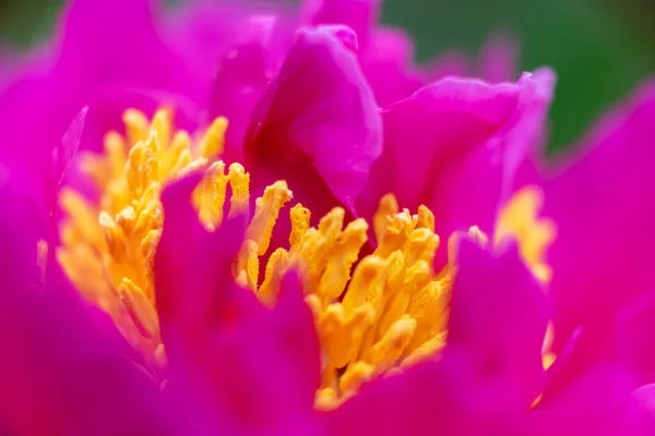 Parlak pembe yapraklarla çevrili bir çiçeğin sarı çekirdeği.