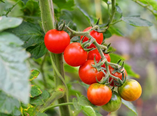 Growth tomato ecology