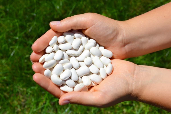 Beans on hand — Stock Photo, Image