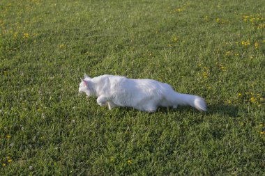 beyaz evde beslenen hayvan yaban kedisi