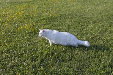 beyaz evde beslenen hayvan yaban kedisi