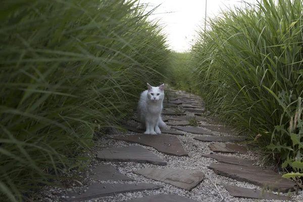 แมวป่าสีขาว — ภาพถ่ายสต็อก