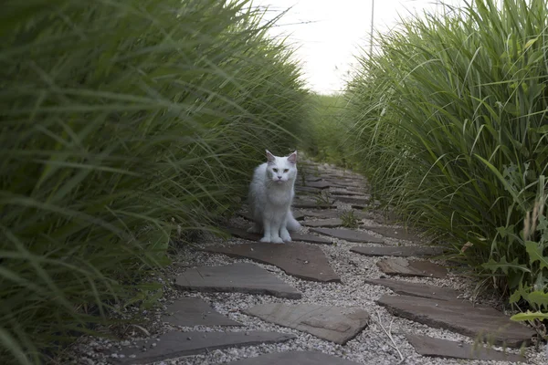 Weißes Haustier Wildkatze — Stockfoto