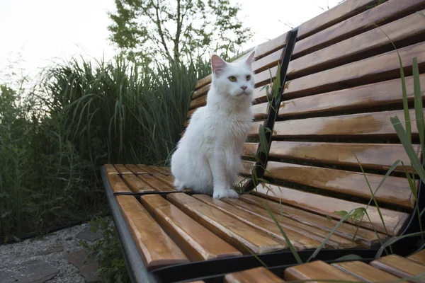Weißes Haustier Wildkatze — Stockfoto