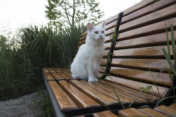 白のペットの野生の猫 — ストック写真