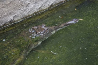 Grand Cayman timsahı