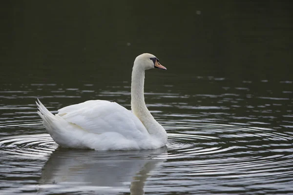 Vackra vilda fågeln swan — Stockfoto