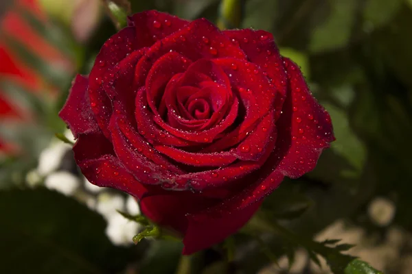 Rose mit Wassertropfen — Stockfoto