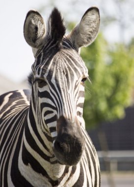 Zebra