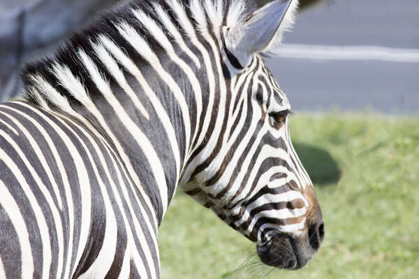Zebra (wild animal)