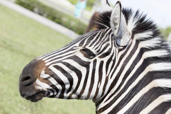 Zebra