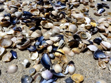 Deniz kabukları, kum üzerinde. yaz plaj arka plan.