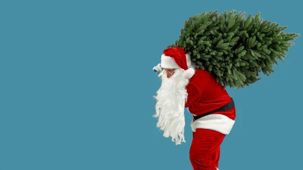 圣诞老人背着人造圣诞树。圣诞节，新年，假期。头戴大胡子、身穿圣诞老人喜庆服装的人背着蓝色背景的圣诞树 — 图库照片