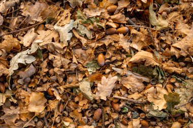 Sonbahar arkaplanı, yere düşen meşe yaprakları