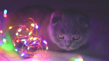 İskoç kedisi Noel çelengiyle oynuyor