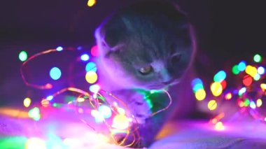 İskoç kedisi Noel çelengiyle oynuyor