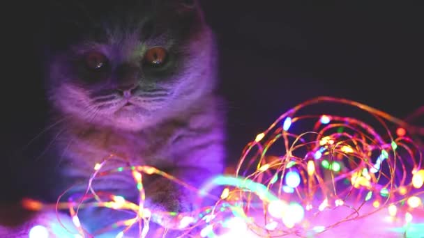 Pliegue escocés gato jugando con la guirnalda de Navidad — Vídeos de Stock