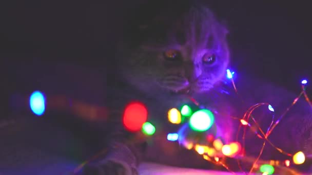 Pliegue escocés gato jugando con la guirnalda de Navidad — Vídeo de stock
