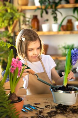 Bahar çiçekleri eken çocuk. Küçük kız bahçıvan sümbül yetiştirir. Çiçek saksısında sümbül tutan kız. Bitkilerle ilgilenen çocuk. Bahçe aletleri. Boşluğu kopyala