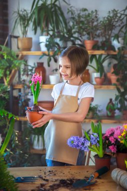 Küçük kız bahçıvan sümbül yetiştirir. Çiçek saksısında sümbül tutan kız. Bitkilerle ilgilenen çocuk.