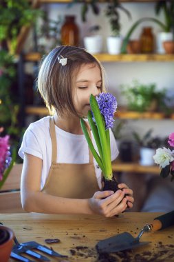 Küçük kız bahçıvan sümbül yetiştirir. Çiçek saksısında sümbül tutan kız. Bitkilerle ilgilenen çocuk.