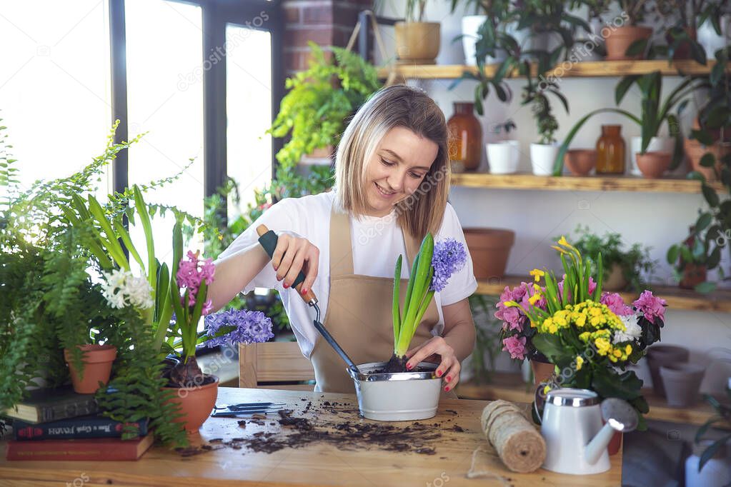 Woman gardener taking care for plants and home flowers, wearing apron