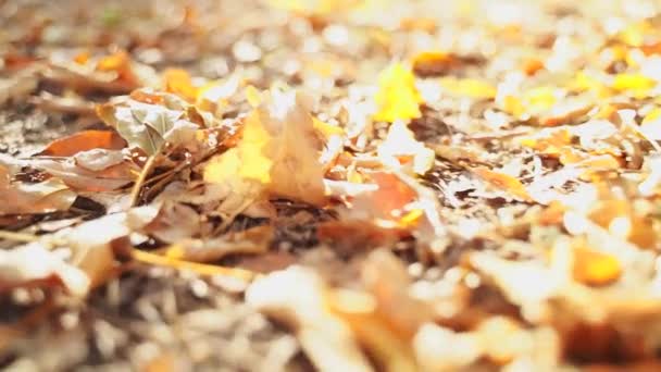 Otoño otoño hojas amarillas fondo, día soleado, enfoque selectivo — Vídeo de stock