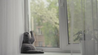 Turuncu gözlü İskoç kedisi oturur ve pencereden dışarı bakar. Kedi sahibini bekliyor.